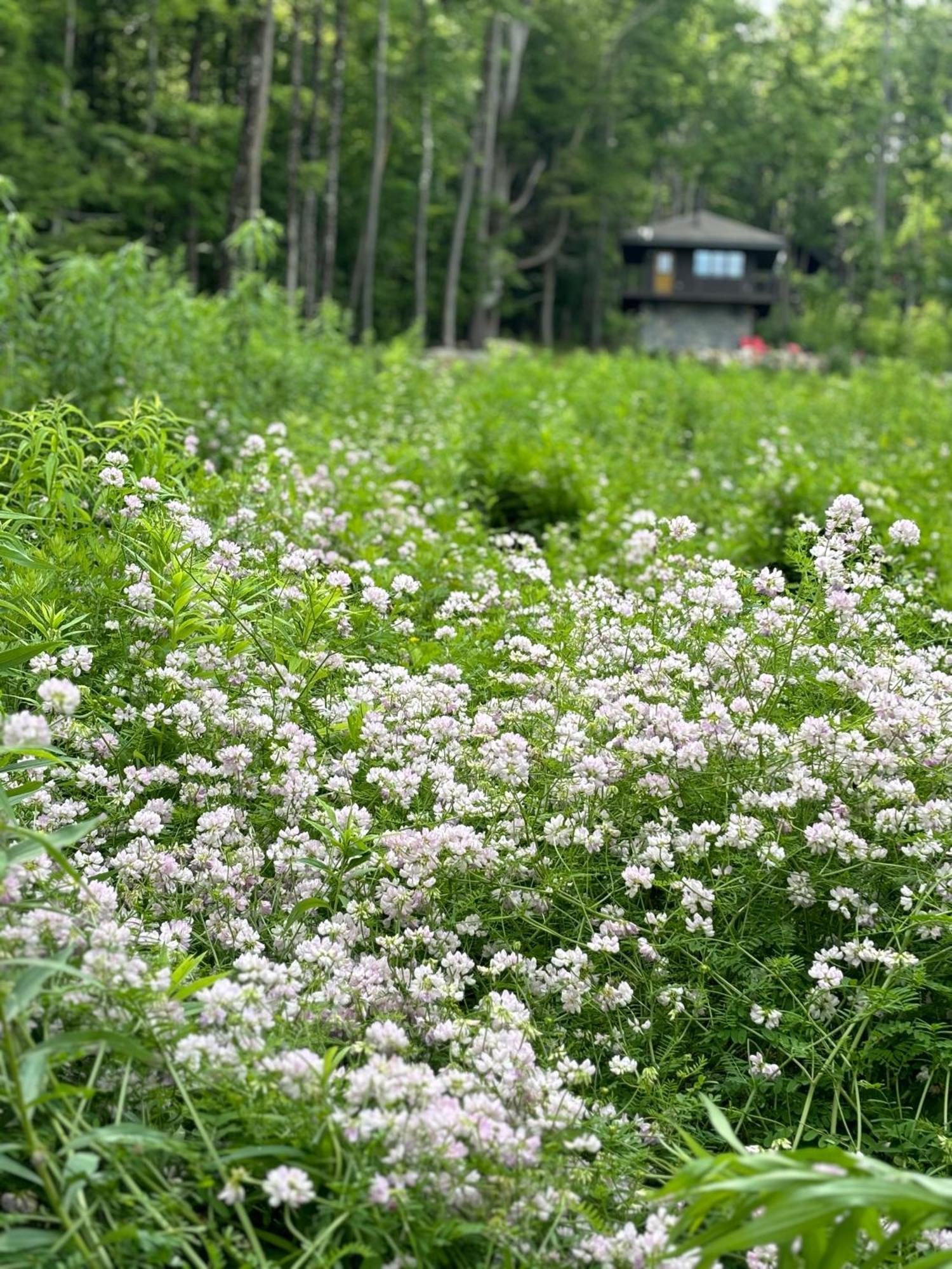 Trekker, Treehouses Cabins And Lodge Rooms Лейк Джордж Екстериор снимка